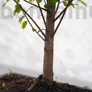 Kép 2/6 - Közepes bonsai csomag - Sageretia, egyenes törzsű bonsai fával