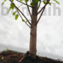 Kép 3/3 - Sagaretia (Kínai édesszilva) bonsai -törzs
