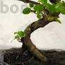 Kép 2/7 - Sagaretia (Édesszilva) bonsai - törzs