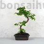 Kép 1/3 - Sageretia (Kínai édesszilva) bonsai 