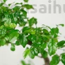 Kép 2/3 - Sageretia (Kínai édesszilva) bonsai 