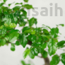 Kép 2/3 - Sageretia (Kínai édesszilva) bonsai 