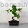 Kép 1/3 - Sageretia (Kínai édesszilva) bonsai 