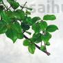 Kép 3/6 - Sageretia bonsai lombja