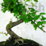Kép 3/3 - Sageretia (Kínai édesszilva) bonsai 