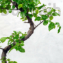 Kép 3/3 - Sageretia (Kínai édesszilva) bonsai 