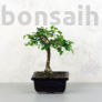 Kép 1/2 - Ulmus parvifolia (Kínai szil) bonsai - egyenes törzsű, 12 cm