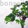 Kép 2/2 - Ulmus parvifolia (Kínai szil) bonsai - egyenes törzsű, 12 cm