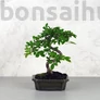Kép 1/3 - Ulmus parvifolia (Kínai szil) bonsai - hajlított törzsű, 15 cm