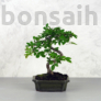 Kép 1/3 - Ulmus parvifolia (Kínai szil) bonsai - hajlított törzsű, 15 cm
