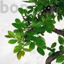 Kép 3/7 - Ulmus parvifolia retusa bonsai lombja
