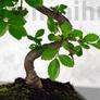 Kép 2/3 - Ulmus parvifolia (Kínai szil) bonsai - hajlított törzsű, 20 cm