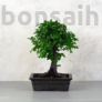 Kép 1/2 - Ulmus parvifolia (Kínai szil) bonsai - egyenes törzsű, 20 cm