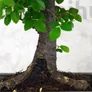 Kép 2/7 - Ulmus parvifolia bonsai törzse