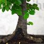 Kép 2/7 - Ulmus parvifolia bonsai törzse