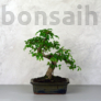 Kép 1/3 - Ulmus parvifolia (Kínai szil) bonsai - hajlított törzsű, 20 cm