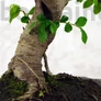 Kép 2/6 - Ulmus parvifolia bonsai törzse