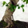 Kép 3/3 - Ulmus parvifolia (Kínai szil) bonsai - hajlított törzsű, 20 cm