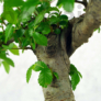 Kép 2/3 - Ulmus parvifolia (Kínai szil) bonsai - hajlított törzsű, 20 cm