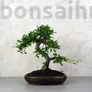 Kép 1/3 - Ulmus parvifolia (Kínai szil) bonsai - hajlított törzsű, 24 cm