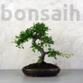 Kép 1/3 - Ulmus parvifolia (Kínai szil) bonsai - hajlított törzsű, 24 cm