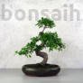 Kép 1/2 - Ulmus parvifolia (Kínai szil) bonsai - hajlított törzsű, 28 cm