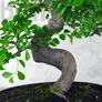 Kép 2/2 - Ulmus parvifolia (Kínai szil) bonsai - hajlított törzsű, 28 cm