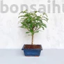 Kép 1/3 - Zanthoxylum piperitum (Borsfa) bonsai