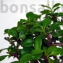 Kép 2/3 - Carmona (Borágófa) bonsai lomb