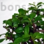 Kép 2/3 - Carmona (Borágófa) bonsai lomb