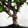 Kép 3/3 - Carmona (Borágófa) bonsai törzs