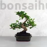 Kép 1/3 - Carmona (Borágófa) bonsai