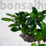 Kép 2/3 - Carmona (Borágófa) bonsai lomb