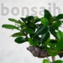 Kép 3/7 - Carmona bonsai lombja