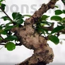 Kép 3/3 - Carmona (Borágófa) bonsai törzs