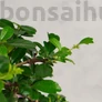 Kép 2/3 - Carmona (Borágófa) bonsai lomb