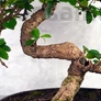 Kép 3/3 - Carmona (Borágófa) bonsai törzs