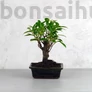 Kép 1/3 - Ficus (fikusz) - egyenes, 15 cm-es cserépben