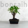 Kép 1/3 - Ficus (fikusz) - egyenes, 15 cm-es cserépben