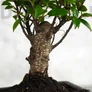 Kép 3/3 - Ficus (Fikusz) bonsai - egyenes törzsű, törzs