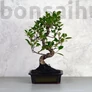 Kép 1/3 - Ficus (fikusz) - hajlított törzsű, 20 cm-es cserépben