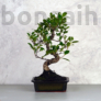 Kép 1/3 - Ficus (fikusz) - hajlított törzsű, 20 cm-es cserépben