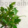 Kép 2/3 - Ficus (fikusz) - hajlított törzsű, lombozat