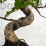 Kép 3/3 - Ficus (fikusz) - hajlított törzsű, törzs
