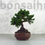Kép 1/3 - A Juniperus chinensis (kínai boróka) bonsai - hajlított törzsű