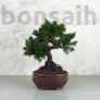 Kép 1/3 - A Juniperus chinensis (kínai boróka) bonsai - hajlított törzsű
