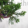Kép 2/3 - Juniperus chinensis (Kínai boróka) bonsai