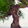 Kép 3/3 - Juniperus chinensis (Kínai boróka) bonsai