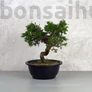 Kép 1/3 - A Juniperus chinensis (kínai boróka) bonsai - hajlított törzsű