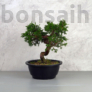 Kép 1/3 - A Juniperus chinensis (kínai boróka) bonsai - hajlított törzsű